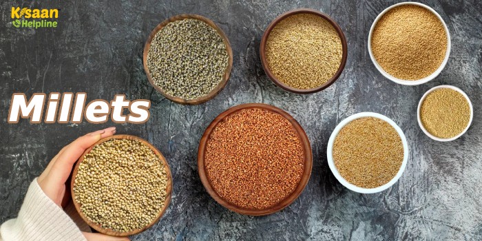 छोटे और सीमांत किसानों की आय बढ़ाएगा बाजरा : सरकार छोटे और सीमांत किसानों की आय बढ़ाएगा बाजरा : सरकार